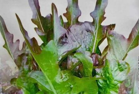 【红叶油麦菜的功效与作用,红叶油麦菜好吃么】