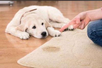 训练小狗狗大小便妙招/训练狗上厕所很难吗的简单介绍