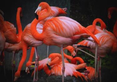 火烈鸟的羽毛为什么是红色的 火烈鸟的红色羽毛的由来是什么