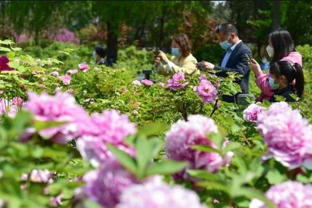 洛阳市市花是什么 3 - 秀米生活常识(www.xiumi360.com)