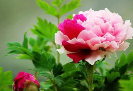 洛阳市市花是什么 4- 秀米生活常识(www.xiumi360.com)