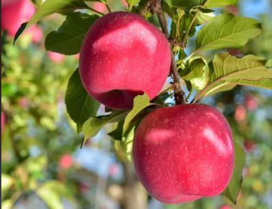 世界公认水果之王/世界公认水果之王是谁啊图片