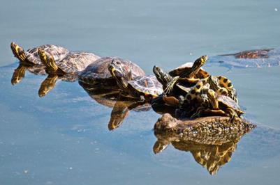 梦见乌龟进入井中或住宅/梦见乌龟进入井中或住宅里什么意思