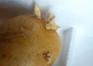 防止土豆发芽的小妙招/土豆放久了发芽怎么办呢