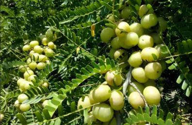 余甘子治什么病最好用/余甘子的功能主治是什么