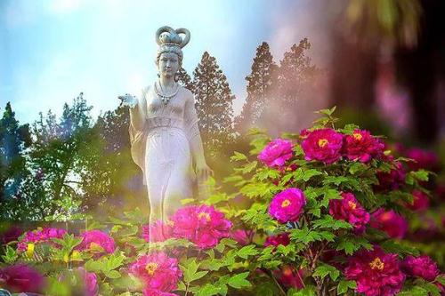 洛阳市市花是什么5 - 秀米生活常识(www.xiumi360.com)