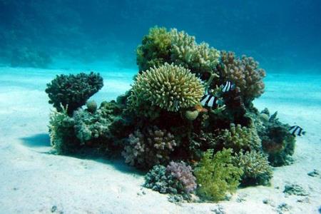 梦见海底/免费周公解梦大全查询原版