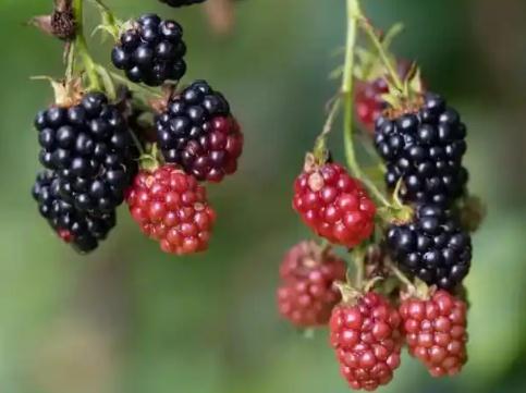 第三代水果出来了/第三代水果有哪些品种名称图片