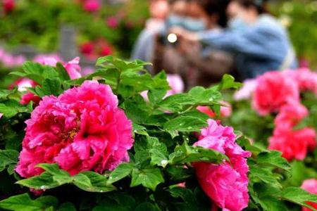 洛阳市市花是什么 2 - 秀米生活常识(www.xiumi360.com)