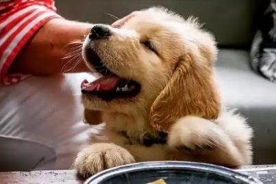 教狗在卫生间大小便的训练方法/训练狗狗在卫生间拉尿