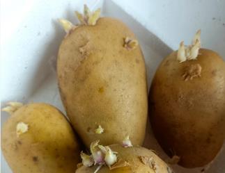 土豆经常不注意就发芽怎么办