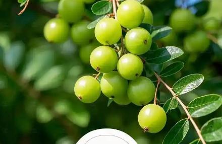 余甘子的功效与作用/余甘的功效与作用是什么呢