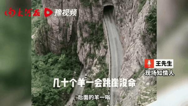 辉县近百只山羊,接连跳崖...... 辉县近百只山羊,接连跳崖......