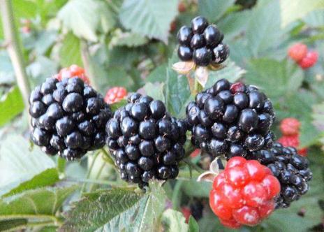 所有水果名称大全/10000种水果名称大全