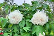 白色牡丹花在哪些节日中常用？