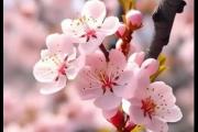 桃花在哪个季节开放 桃花是在几月份开放的